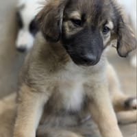 Opaline, chienne à adopter