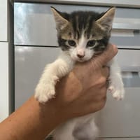 Cactus, chat à adopter