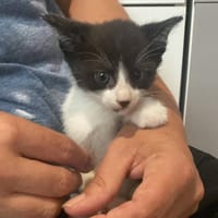 Félix, chat à adopter