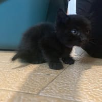 Saucisson, chat à adopter