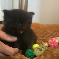 Chorizo, chat à adopter