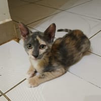 BABETH Chaton femelle type européen, chatte à adopter