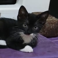 BAGHERRA, chaton femelle type européen, chatte à adopter