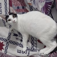 KALICY, chaton femelle européen, chatte à adopter