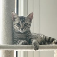 MISTY, Chaton femelle européen, chatte à adopter