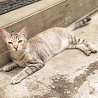 RAYA, chaton femelle européen, chatte à adopter
