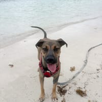 SPICY, Femelle Berger créole, chienne à adopter