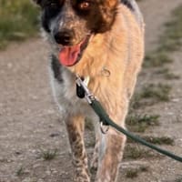 Hummel die Liebe / in 82284, Hündin zur Adoption