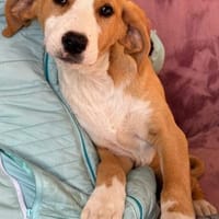 🐕 Mona sucht ihre Familie 🐕, Hündin zur Adoption