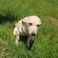 Bambam sucht ein schönes Zuhause, Hund zur Adoption
