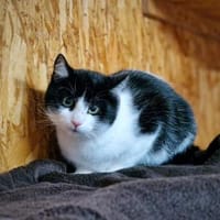 Jack, Kater zur Adoption