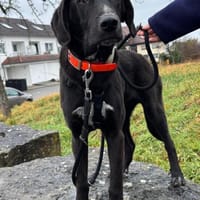 Stevie - aufgeschlossener & sanfter Rüde, Hund zur Adoption