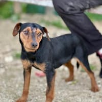 Mia -zierliche Hündin mit großem Herzen, Hündin zur Adoption