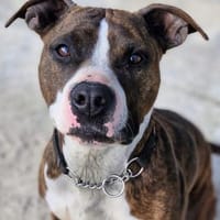 JayJay, Hündin zur Adoption