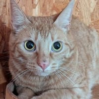 Butthead, Kater zur Adoption