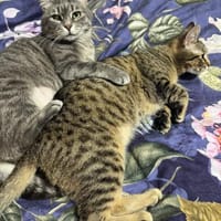 Chesire & Alice suchen gemeinsam Glück, Katze zur Adoption