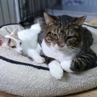 Freddy - ein besonderer Kater, Kater zur Adoption