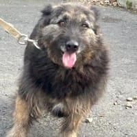Danile - zutrauliche Wuschelhündin, Hündin zur Adoption