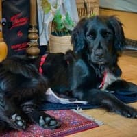 Robby auf Pflegestelle, Hund zur Adoption