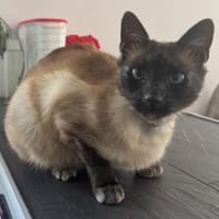 Yoki eine Bilderbuchkatze in Bayern, Katze zur Adoption