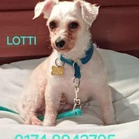 LOTTI  sucht fröhliches Zuhause, Hündin zur Adoption