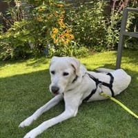 Denis - sensibler und neugieriger Rüde, Hund zur Adoption