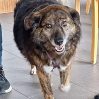 Muffin -wünscht sich ihr eigenes Zuhause, Hündin zur Adoption