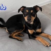 Pablo - aufmerksam und freundlich, Hund zur Adoption