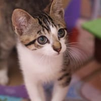 Kätzchen suchen Für-immer-Zuhause, Kater zur Adoption