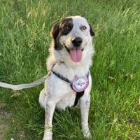 🐾 Valentina sucht ihr Zuhause 🐾, Hündin zur Adoption