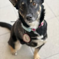 Dreibeinchen Ayka❤ sucht ihr Zuhause, Hündin zur Adoption