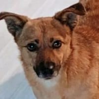 FIETE, kleiner Herzensbrecher, Hund zur Adoption
