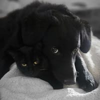 ❤Joker❤ sucht seine Familie, Hund zur Adoption