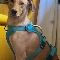 Dany 💗 wartet bereits in 21075 Hamburg, Hund zur Adoption