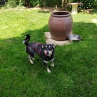 ❤Lusi- kleine Seele sucht ihr Happy End, Hündin zur Adoption