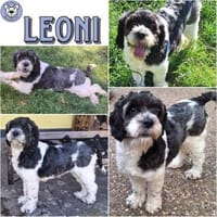 LEONI -neugierig, fröhlich & aufgeweckt-, Hündin zur Adoption