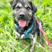 Sharpei-Mix Bea wartet in 16775, Hündin zur Adoption