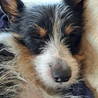 Feivel sucht ein Zuhause, Hund zur Adoption