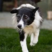 verschmuste Seniorin NESCHA, Hündin zur Adoption
