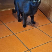 Zuhause gesucht für Muffin, Kater zur Adoption