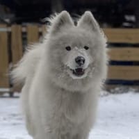 Über Koda, der Sensible, Hund zur Adoption