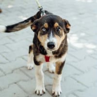 Jorko, Hund zur Adoption