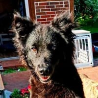 Wer schenkt GABBY ein Zuhause?, Hündin zur Adoption