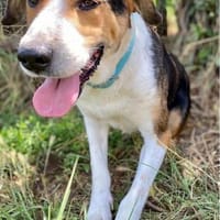 Lelekas möchte endlich ankommen, Hund zur Adoption