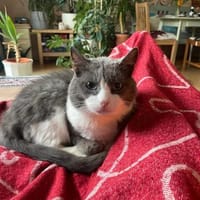 Zuhause gesucht für Gray, Kater zur Adoption