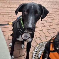 Joschi sucht seine Familie für immer, Hund zur Adoption