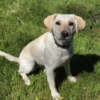 LIMA - geb. ca. 04/2023 - Labrador Mix, Hündin zur Adoption