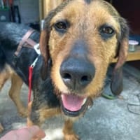 LOREEN sucht ein liebevolles Zuhause, Hündin zur Adoption