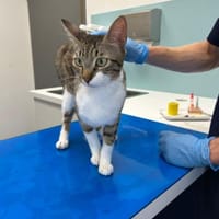Zuhause gesucht für Manni, Kater zur Adoption