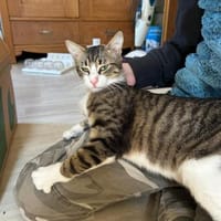 Zuhause gesucht für Findus, Kater zur Adoption